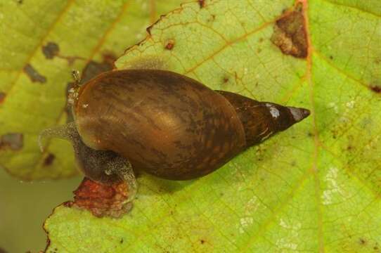 Image of unclassified Gastropoda