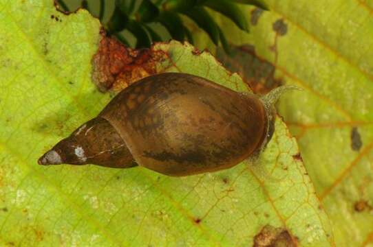 Image of unclassified Gastropoda