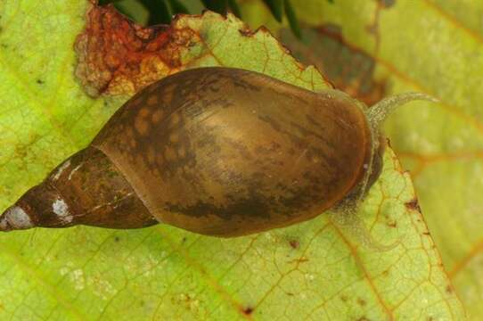 Image of unclassified Gastropoda