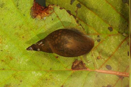 Image of unclassified Gastropoda