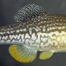 Image of Checkered Pupfish