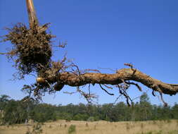 Image of Pteridium esculentum (G. Forst.) Nakai