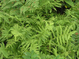 Image of Athyrium yokoscense (Franch. & Sav.) Christ