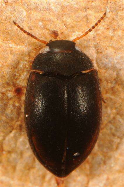 صورة Hydroporus nigrita (Fabricius 1792)