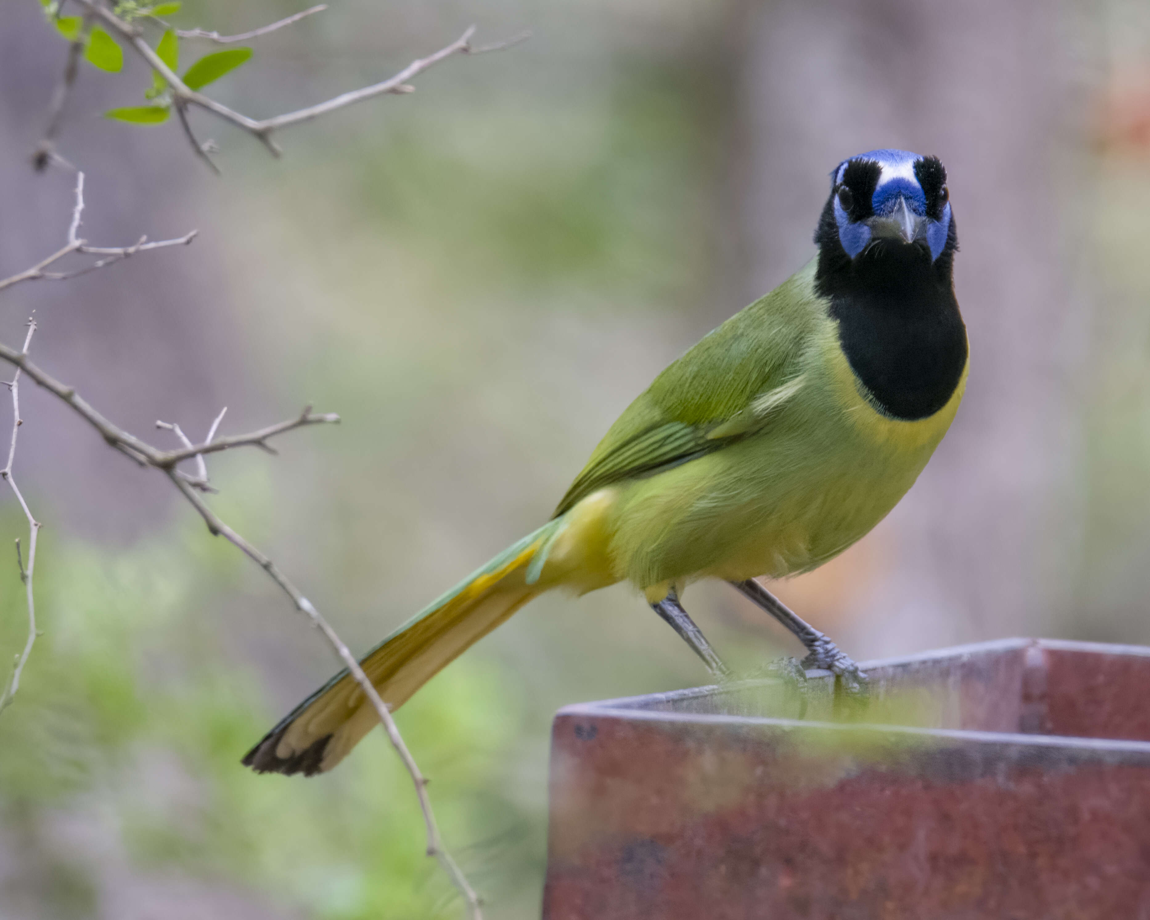 Image of Green Jay