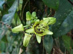 Image of Passiflora coriacea Juss.