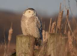 Image of Snowy Owl