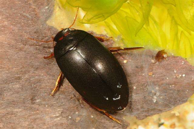 Image of Ilybius aenescens Thomson 1870