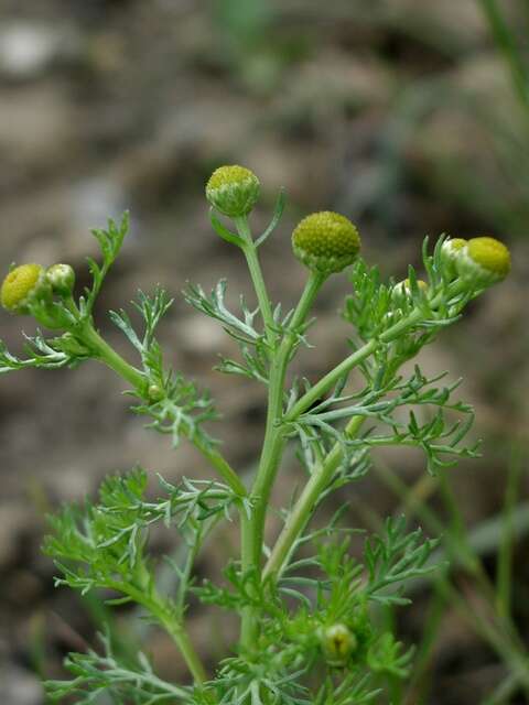 Image of mayweed