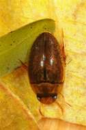 Image of burrowing water beetles