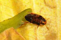 Image of burrowing water beetles