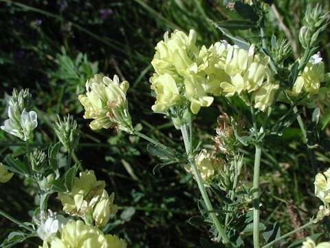 Image of Medicago sativa subsp. varia (Martyn) Arcang.