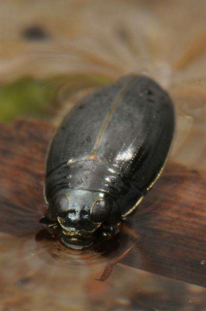Image of whirligig beetles