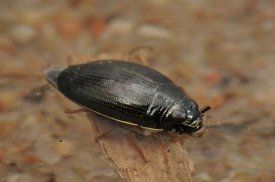 Image of whirligig beetles