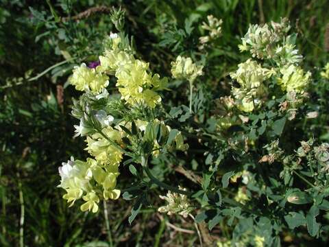 Image of Sand Lucerne