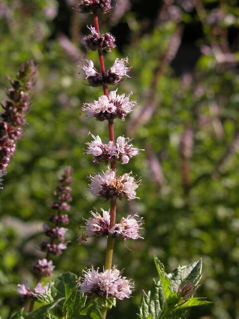 Image of Garden mint