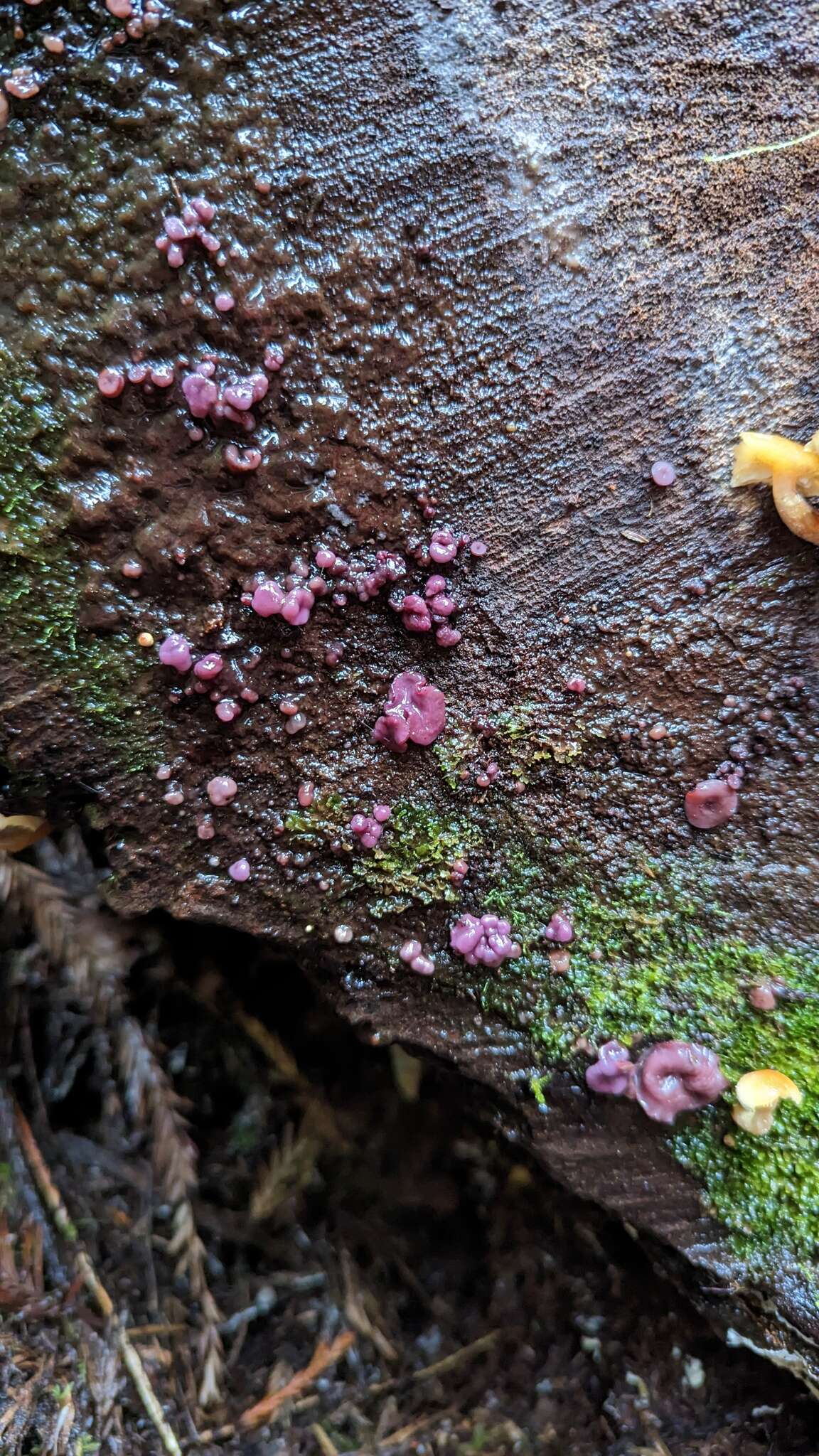 Image of Ascocoryne sarcoides (Jacq.) J. W. Groves & D. E. Wilson 1967