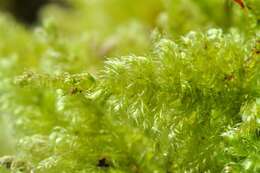 Image of ctenidium moss
