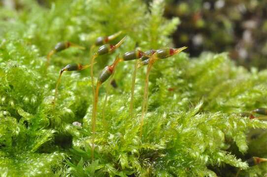 Image of ctenidium moss