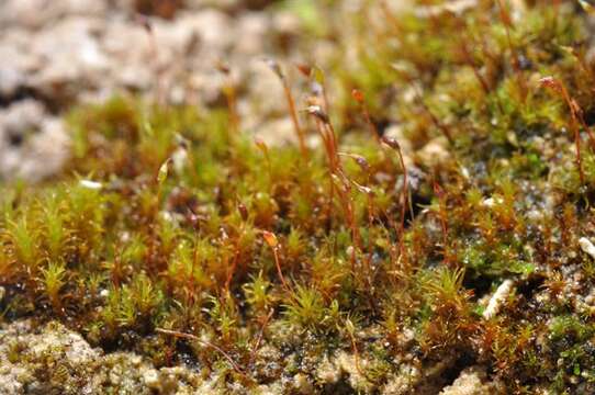 Image of dicranella moss