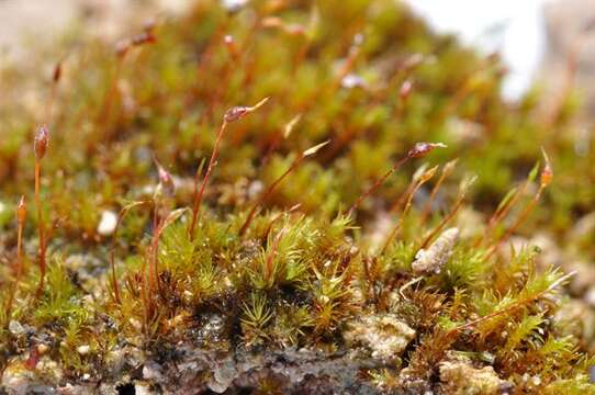 Image of dicranella moss