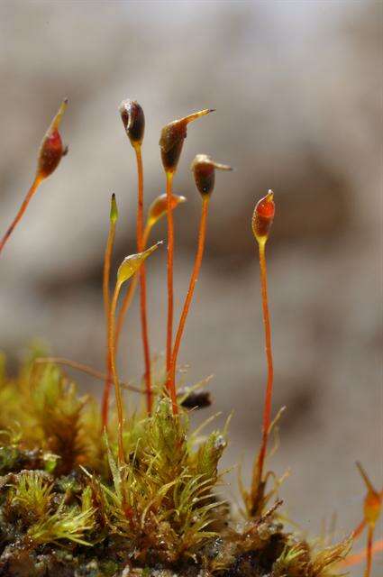 Image of dicranella moss