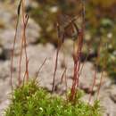Image of didymodon moss