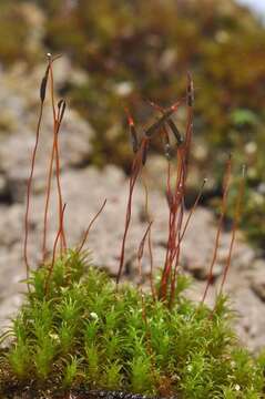 Image of didymodon moss