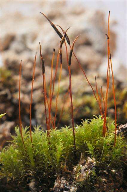 Image of didymodon moss