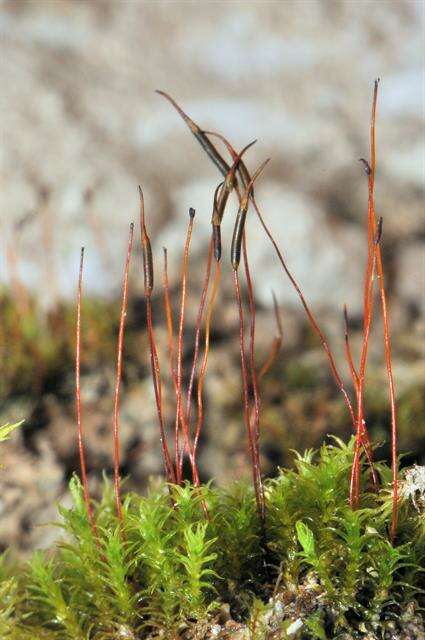 Image of didymodon moss