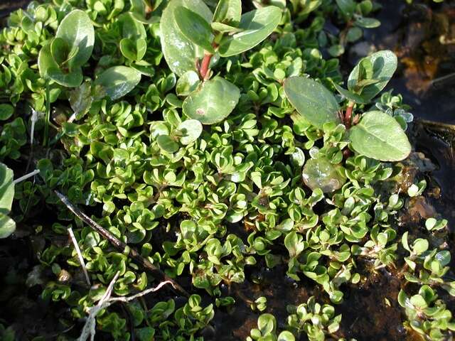 Imagem de Montia fontana subsp. fontana