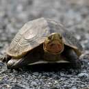 Image of Yellow-margined Box Turtle