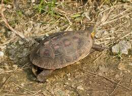 Image of Asian box turtle