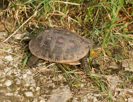 Image of Asian box turtle