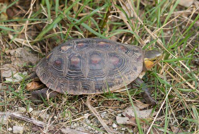 Image of Asian box turtle