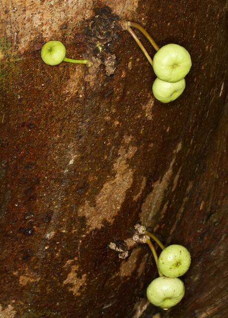 Image of Ficus variegata Bl.