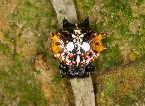 Image of Spiny orb-weaver