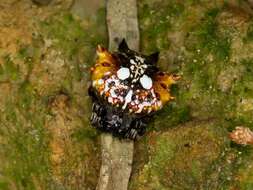 Image of Spiny orb-weaver