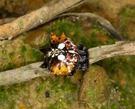 Image of Spiny orb-weaver