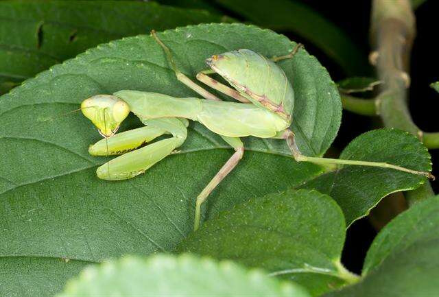 Image of giant Asian mantis