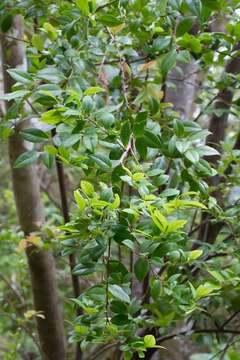 Plancia ëd Vaccinium wrightii A. Gray