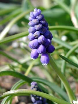 Image of Grape hyacinth