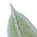 Image of Maidenhair moss