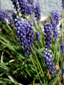 Image of Grape hyacinth