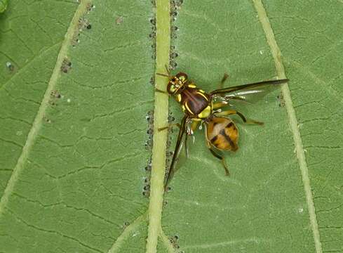 Imagem de Tephritidae