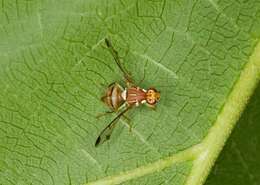 Image of fruit flies