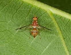 Image of fruit flies