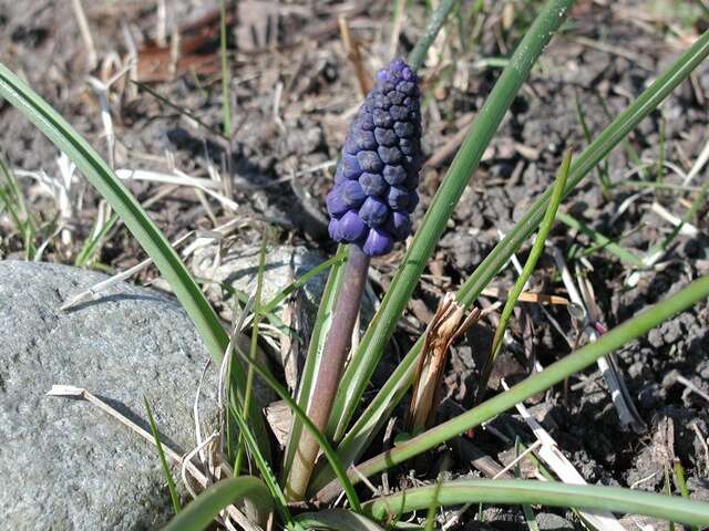 Imagem de Muscari