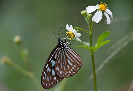 Image of Ideopsis