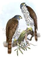 Image of Sulawesi Goshawk